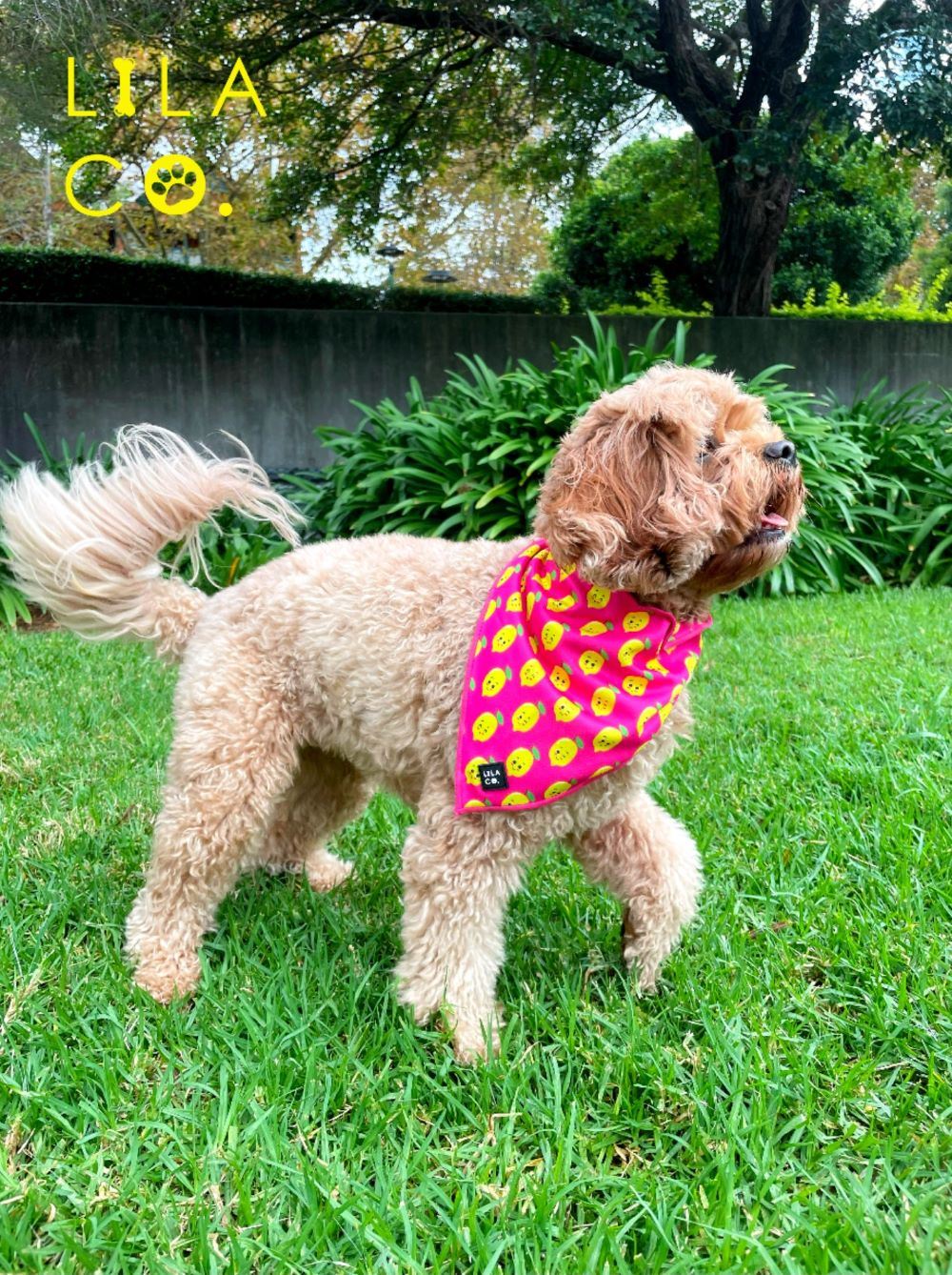 Cavoodle in Pink Happy Lemons Print Dog Collar Bandana Dog Bandana Cat Bandana  Australia Pet Supplies Australia Dog Accessories Pet Accessories