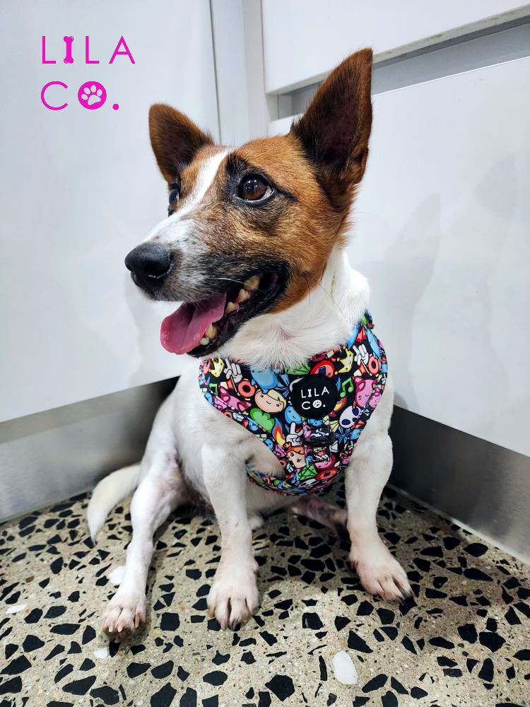 Jack Russell Terrier in Black Gamer Characters Adjustable Dog Harness Australia Pet Supplies