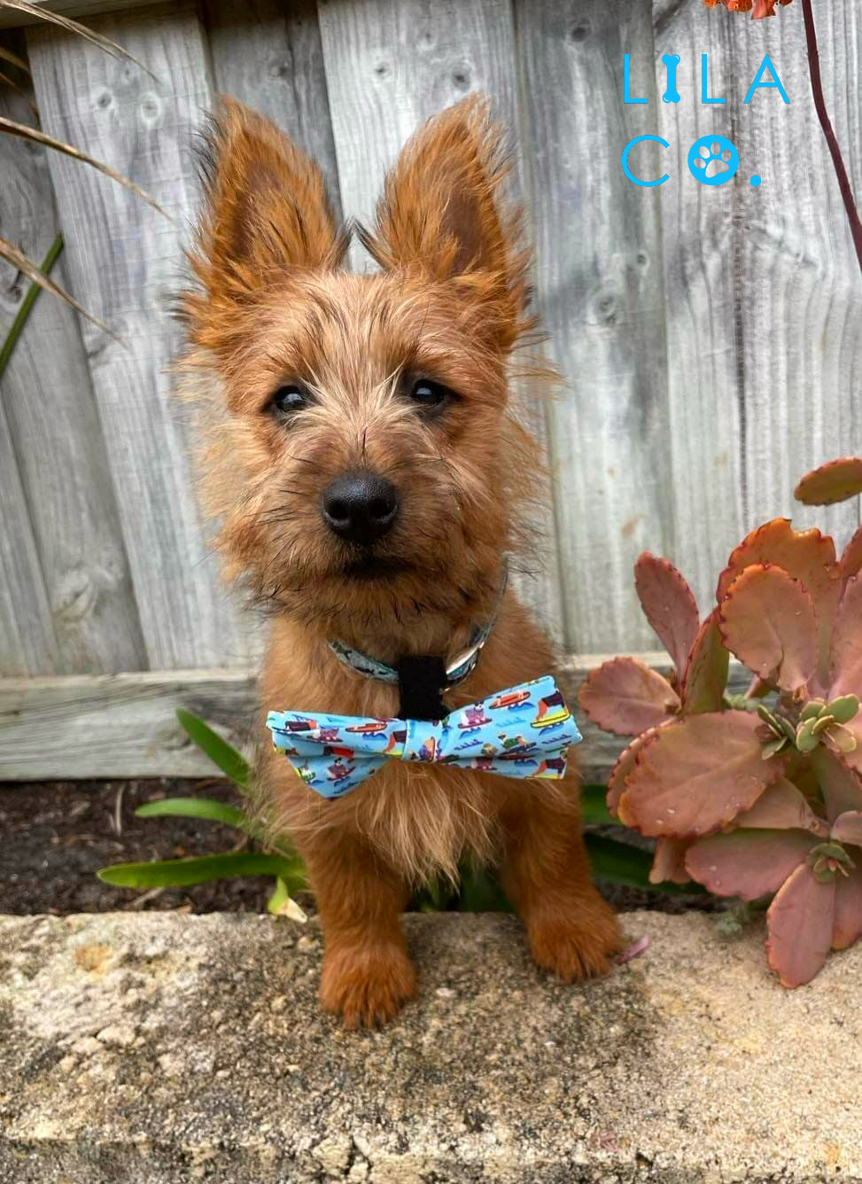 Australian Westie Puppy Blue Surf Dogs Dog Bow Tie Dog Collar Adjustable Dig Harness Australia Pet Supplies Australia Dog Accessories Pet Accessories