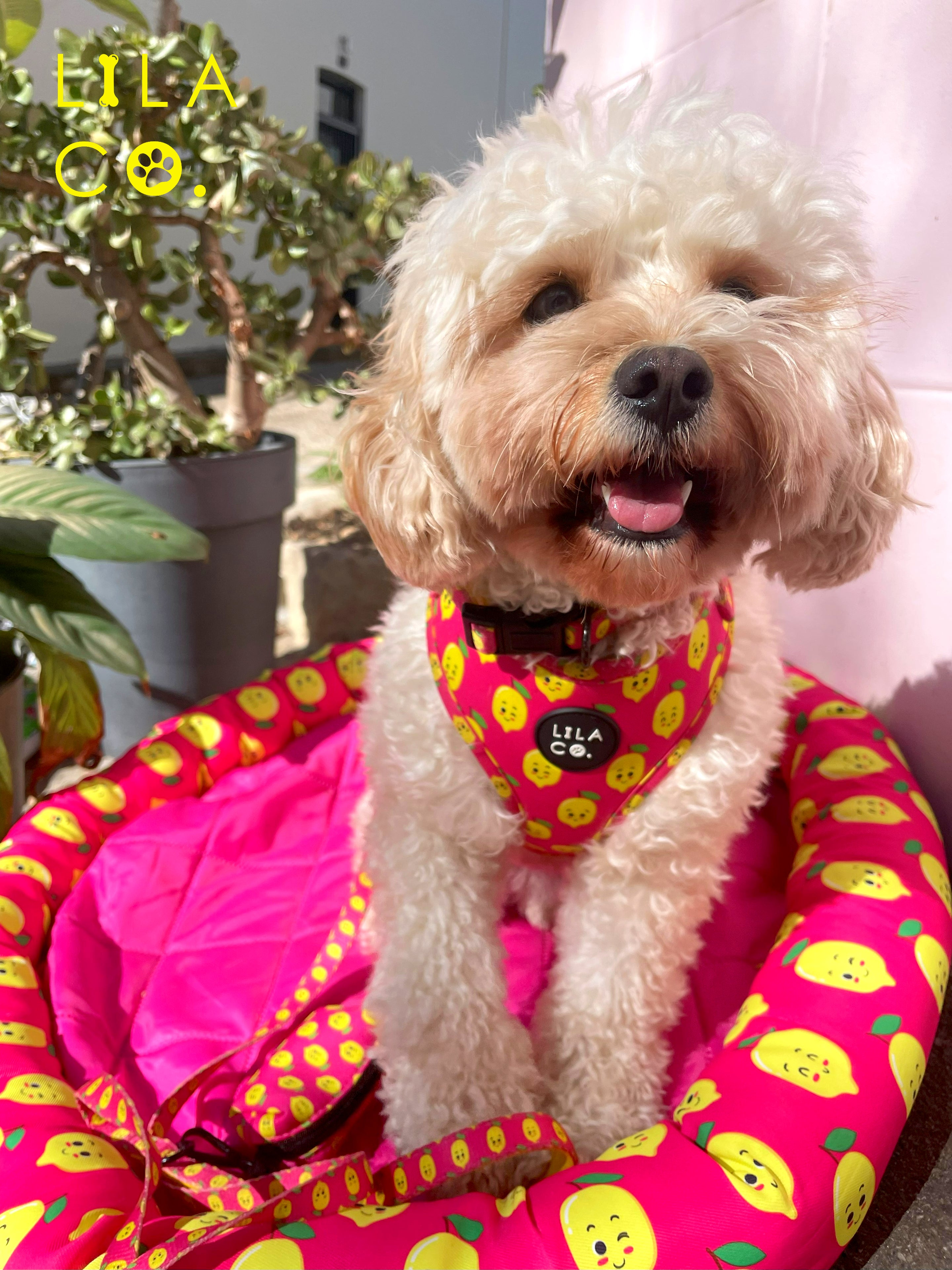 Pink Happy Lemons Cooling Pet Bed Cavoodle Puppy Cooling Dog Bed Outdoor Pet Bed Outdoor Dog Bed Australia Pet Supplies Australia Dog Accessories Pet Accessories