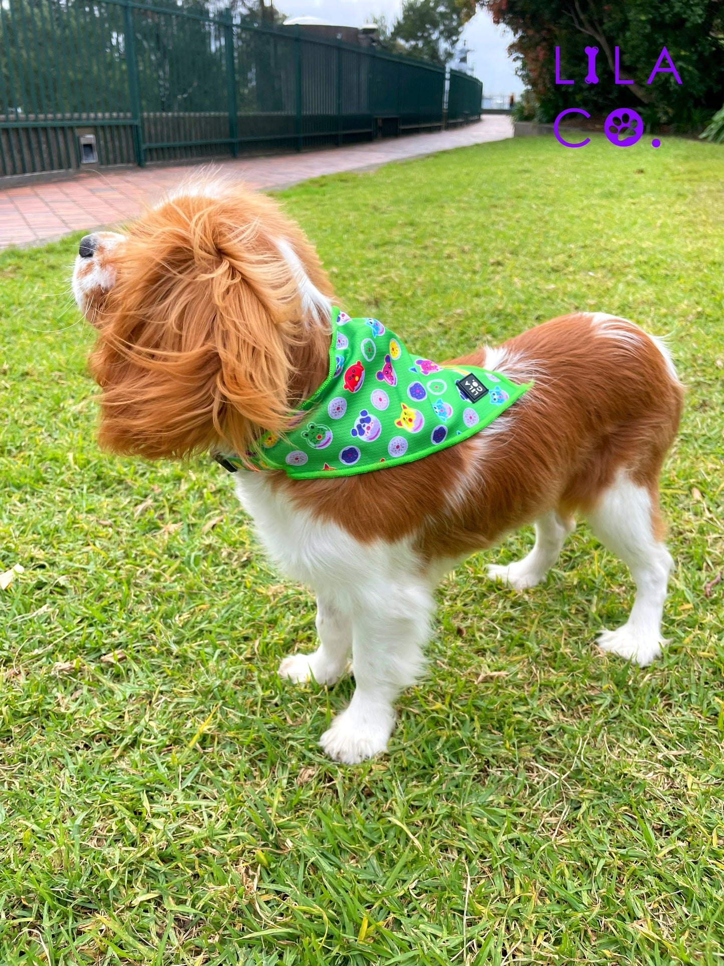 King Charles Cavalier Spaniel Puppy Green Dog Bandana Donut Animals Dog Collar Bandana Cat Bandana  Australia Pet Supplies Australia Dog Accessories Pet Accessories