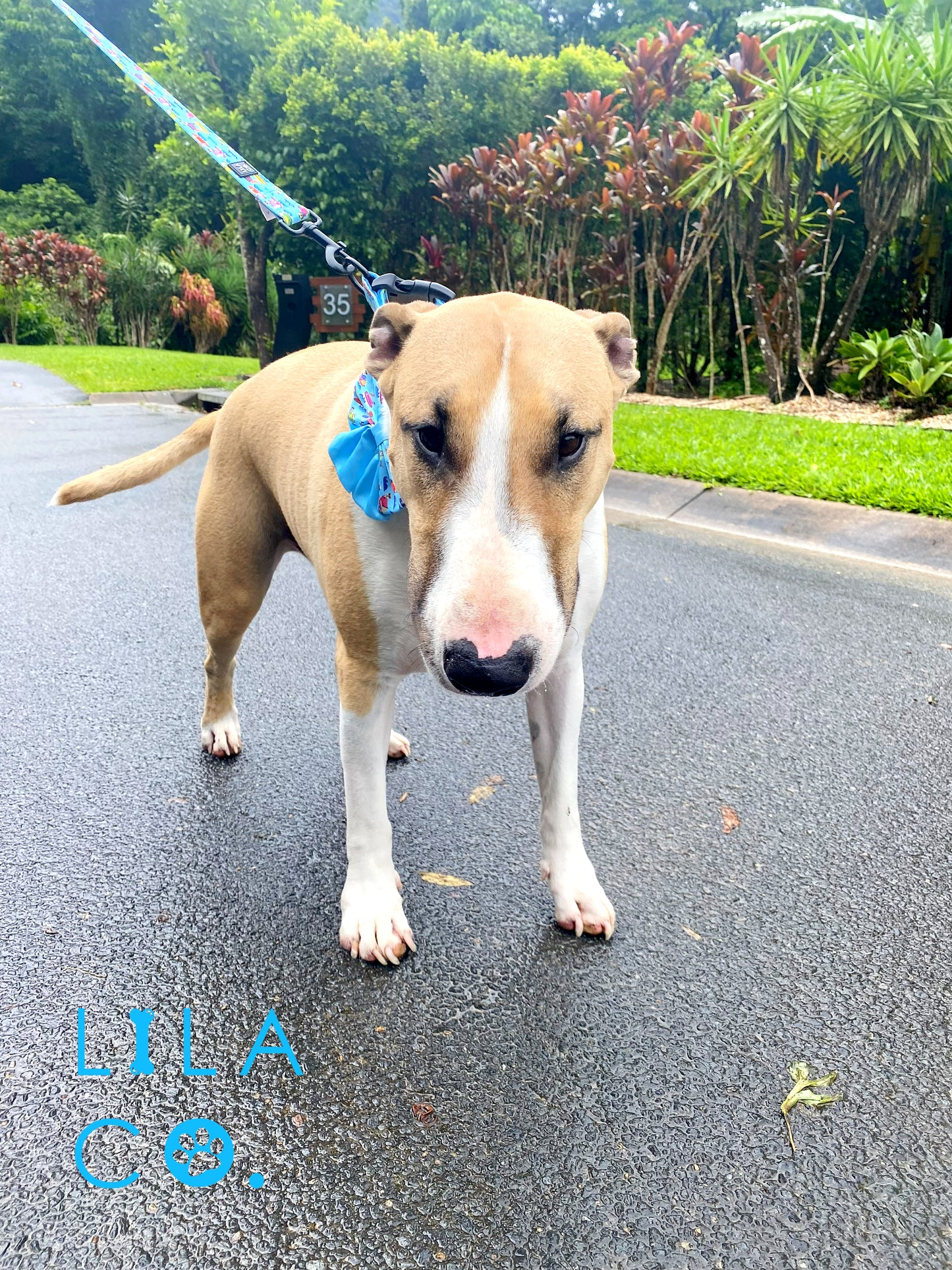 Bull Terrier Blue Sailor Bow Tie Surf Dogs Print  Australia Pet Supplies Australia Dog Accessories Pet Accessories