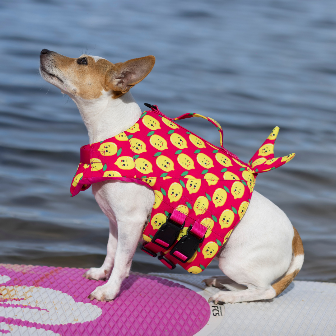 Small Pink Happy Lemons Print Life Jacket Float Vest on Donut the Jack Russell Terrier