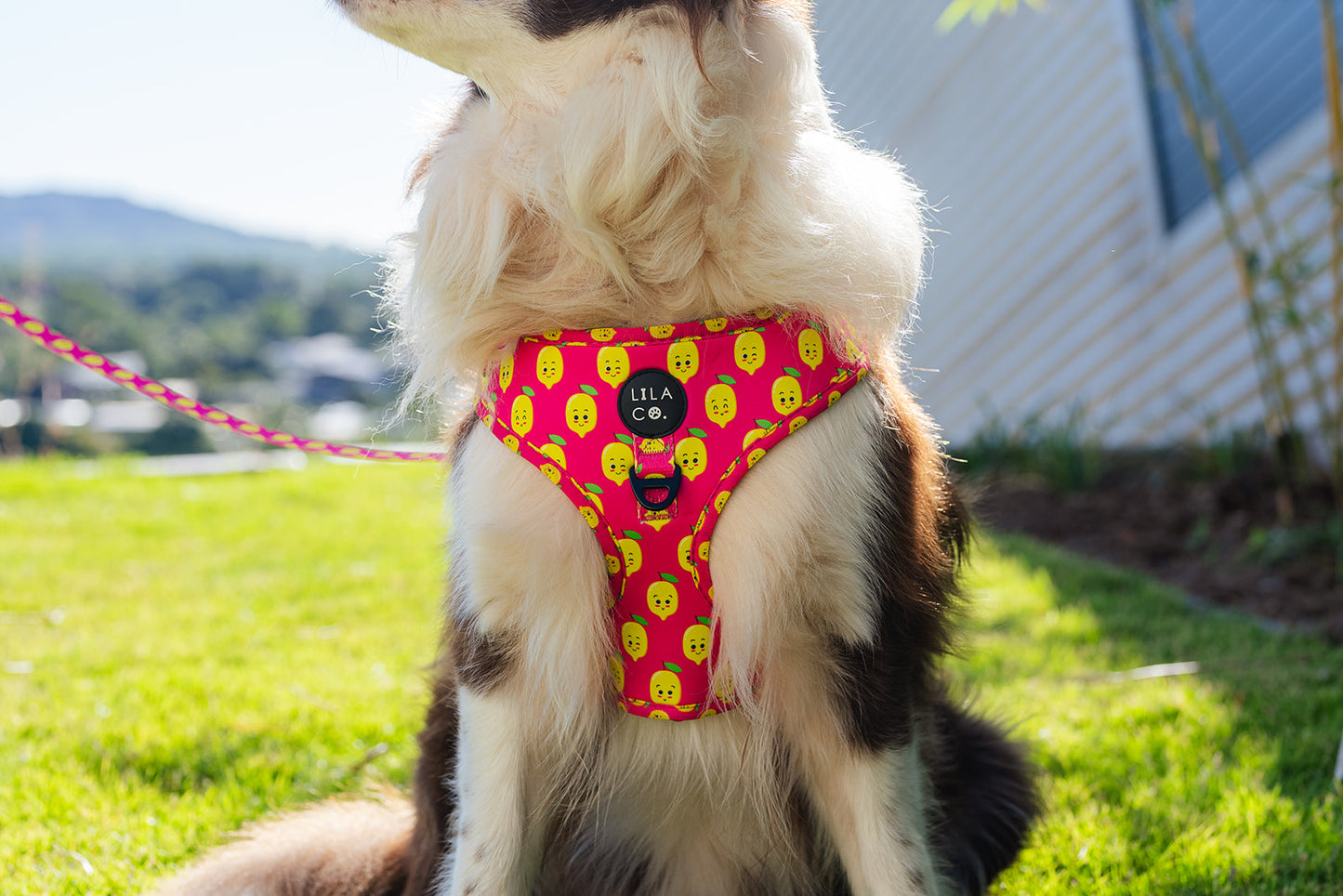 Close Up of Border Collie in Pink Happy Lemons Print Adjustable Dog Harness, Dog Leash, Dog Collar and Poop Bag Holder Australia Pet Supplies Australia Dog Accessories Pet Accessories