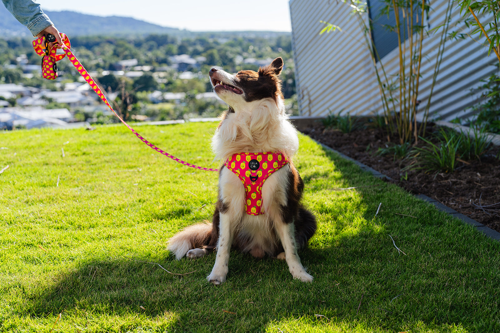 Pink Lila Co happy lemons print dog leash and matching poop bag holder dog and pet accessories on Moose the Border Collie adjustable dog harness