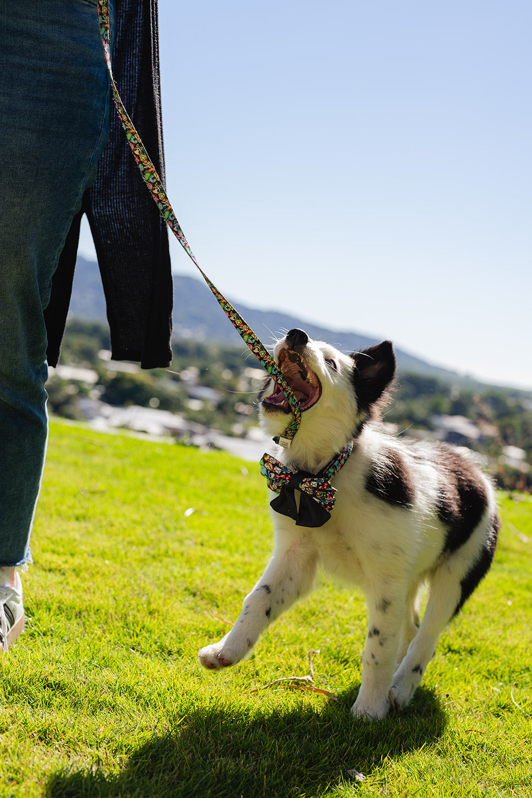 Ghost the Border Collie Puppy in the Lila Co gamer characters print matching dog leash adjustable dog collar and dog sailor bow