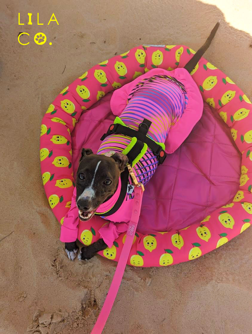 Cool Zone Pet Bed | Happy Lemons