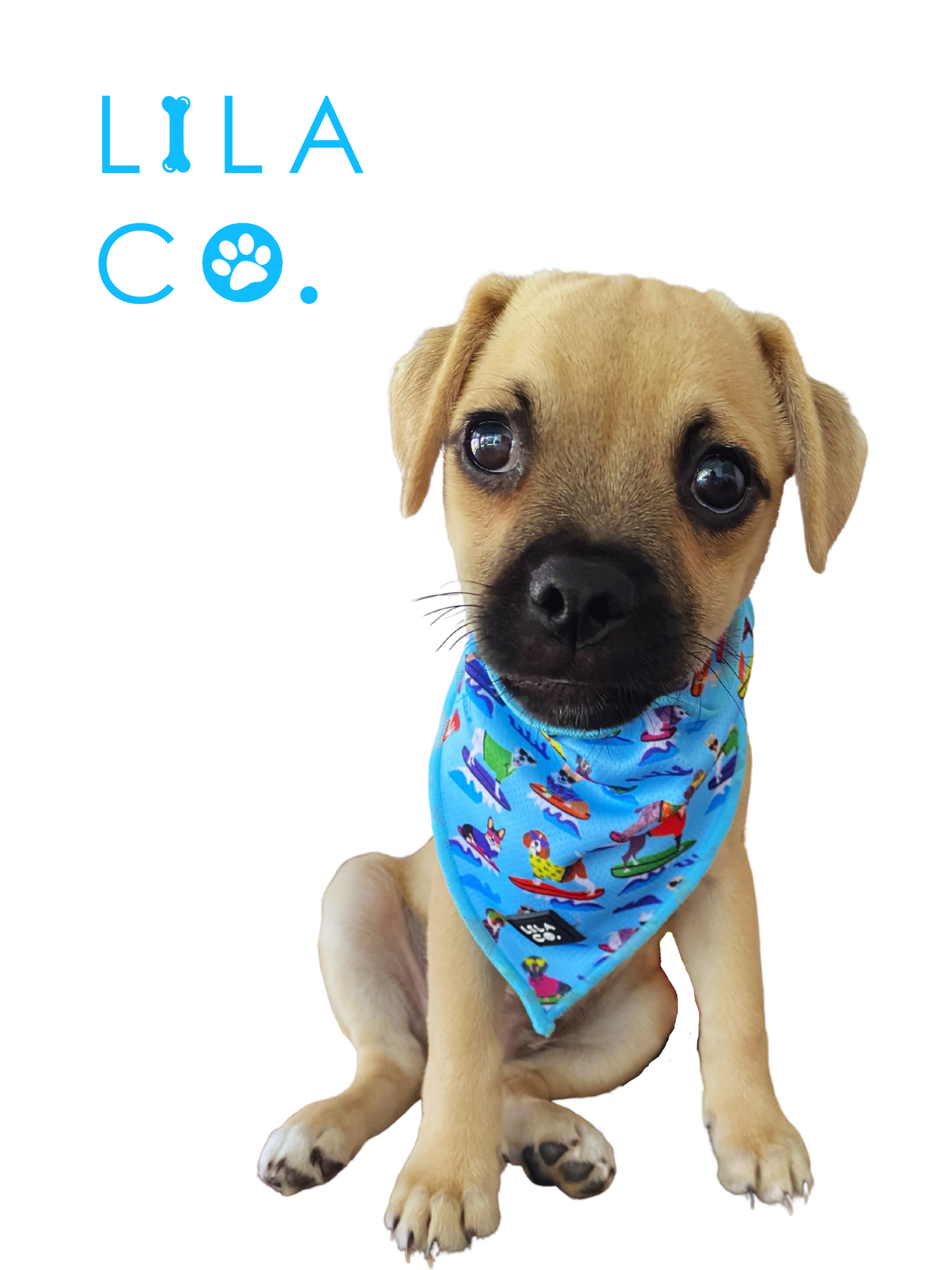 Pug in Blue Surf Dogs Print Dog Collar Bandana Dog Bandana Cat Bandana  Australia Pet Supplies Australia Dog Accessories Pet Accessories