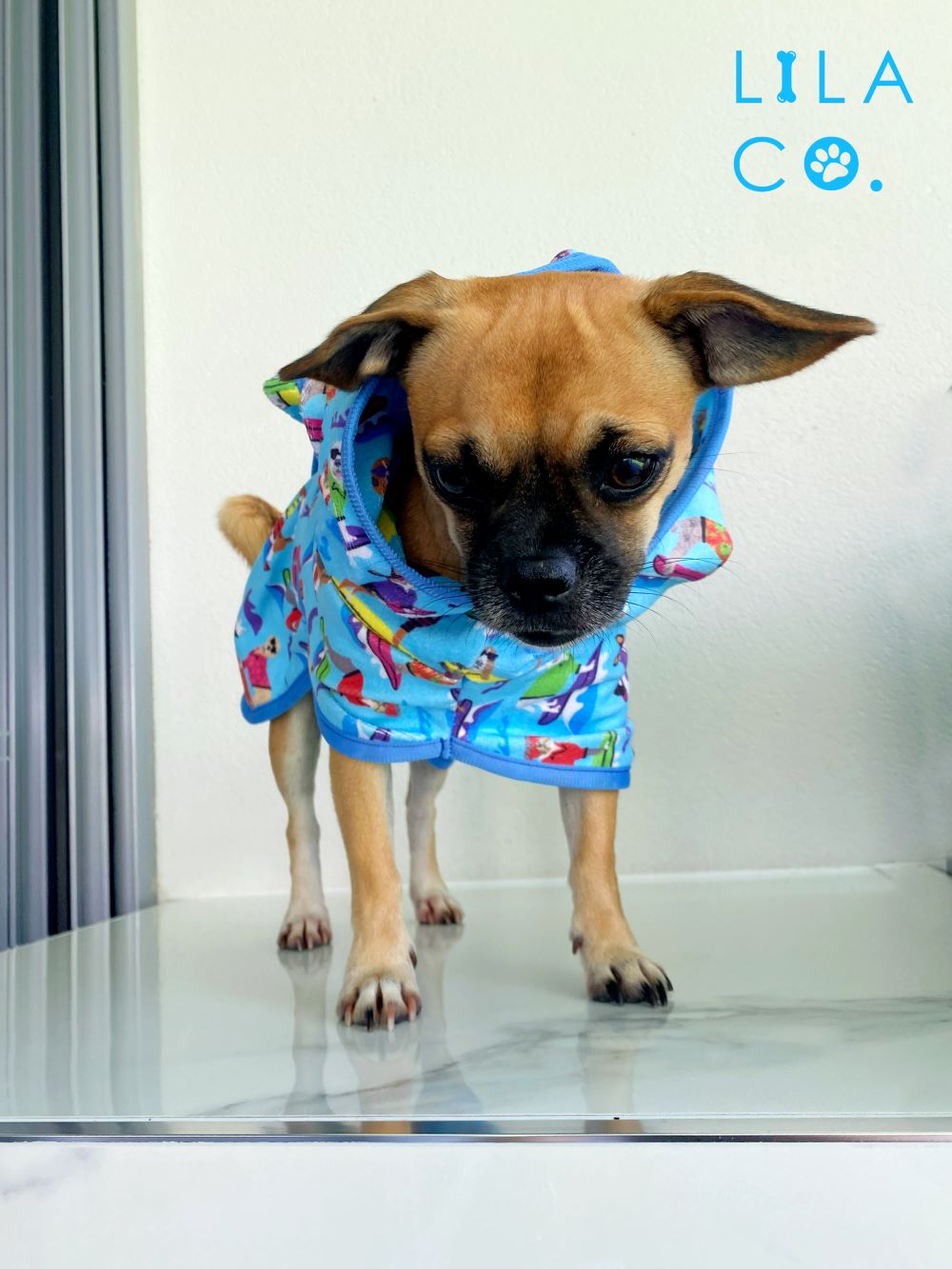Pug x Jack Russell Terrier Blue Surf Dogs Dog Robe Microfibre Dog Robe Microfibre Robe Dog Bathrobe Australia Pet Supplies Australia Dog Accessories Pet Accessories