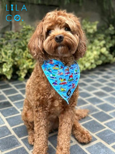 Cavoodle Puppy in Blue Surf Dogs Print Dog Collar Bandana Dog Bandana Cat Bandana Australia Pet Supplies Australia Dog Accessories Pet Accessories