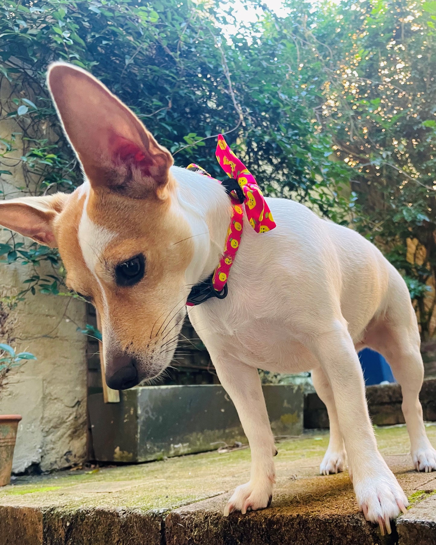 Pink Happy Lemons Adjustable Dog Collar on Jack Russell Terrier Cat Collar  Australia Pet Supplies Australia Dog Accessories Pet Accessories