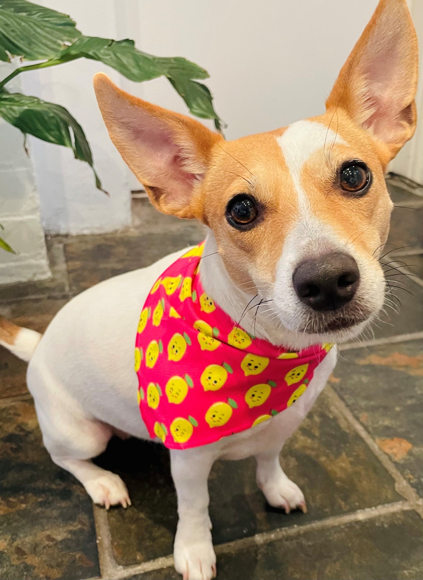 Pink Happy Lemons Dog Collar Bandana on Jack Russell Terrier Dog Bandana Cat Bandana  Australia Pet Supplies Australia Dog Accessories Pet Accessories