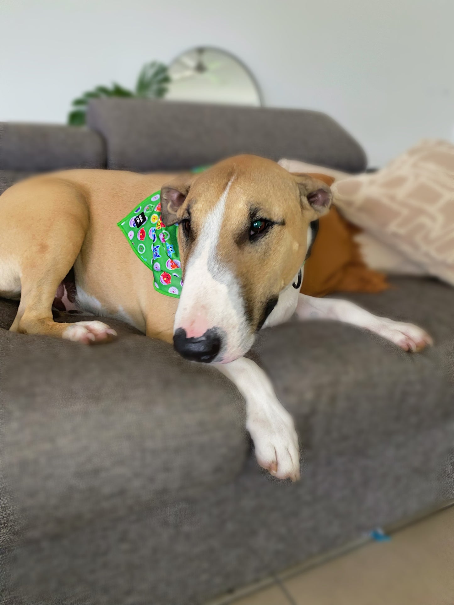 Green Donut Animals Dog Collar Bandana on Bull Terrier Cat Bandana Dog Bandana  Australia Pet Supplies Australia Dog Accessories Pet Accessories