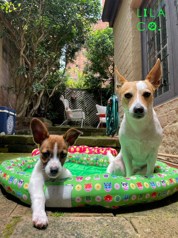 Welcome Spring in Australia: Keep Your Pooch Cool in the Unseasonably Warm Weather!