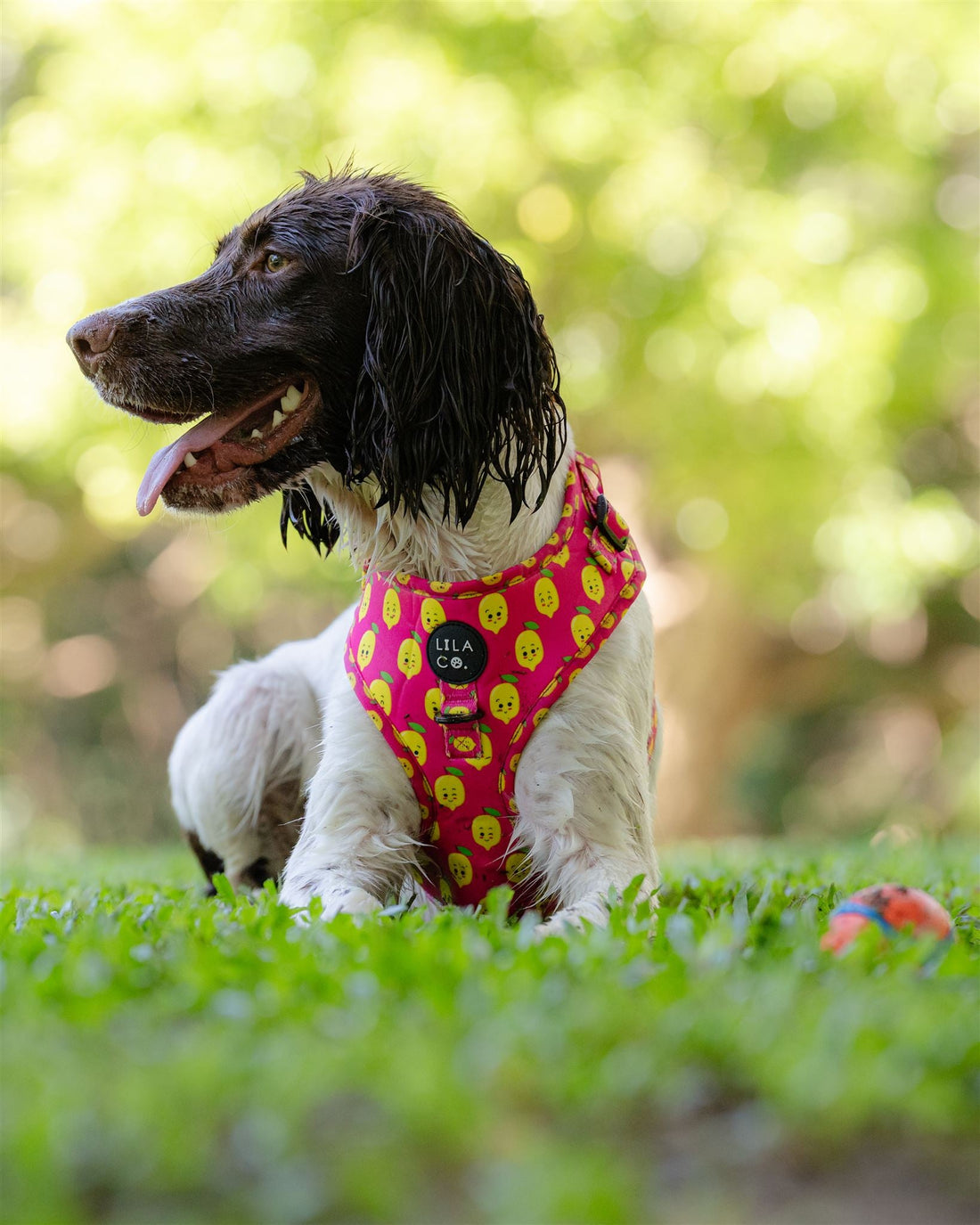 ☀️ What to Pack for a Weekend Away with Your Dog (Especially When You're Chasing the Sun This Winter)