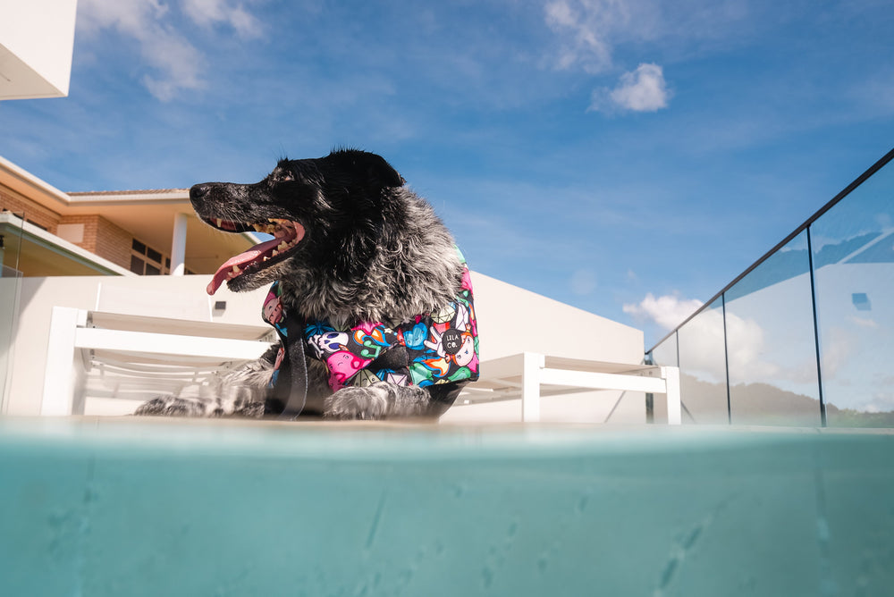 Sunshine, Fresh Air and Your Dog Living Their Best Life This Summer