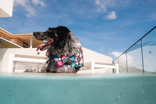 Sunshine, Fresh Air and Your Dog Living Their Best Life This Summer