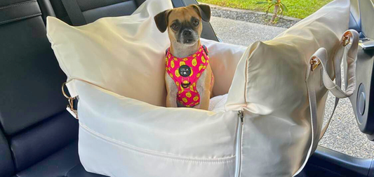 Dog-Friendly Travel in Australia | Tips for Travelling With Pets