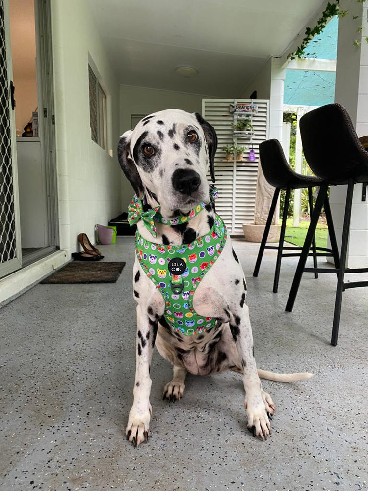 Senior Dogs: Embracing Comfort and Care During Their Golden Years