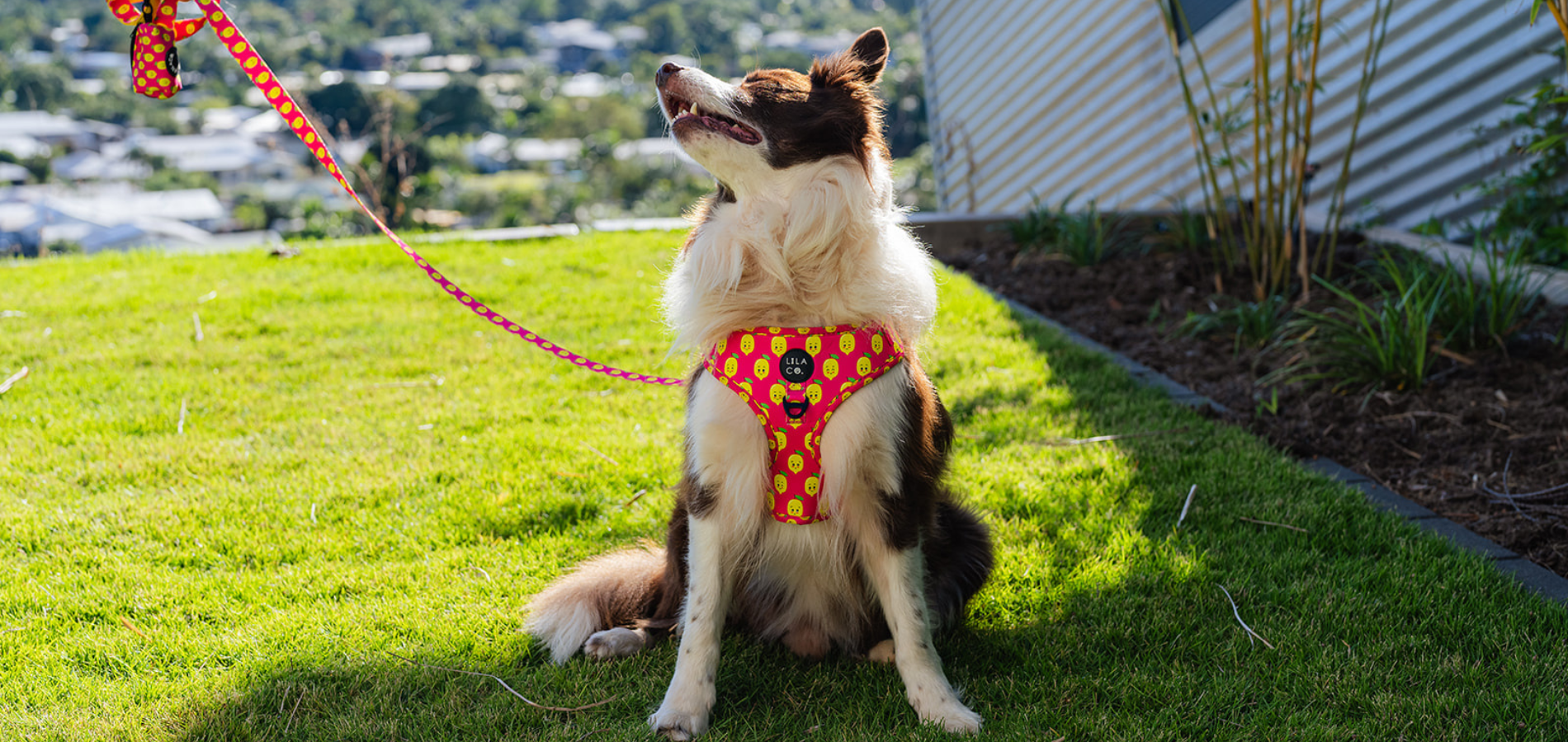 Spoil Your Fur Baby Bundle