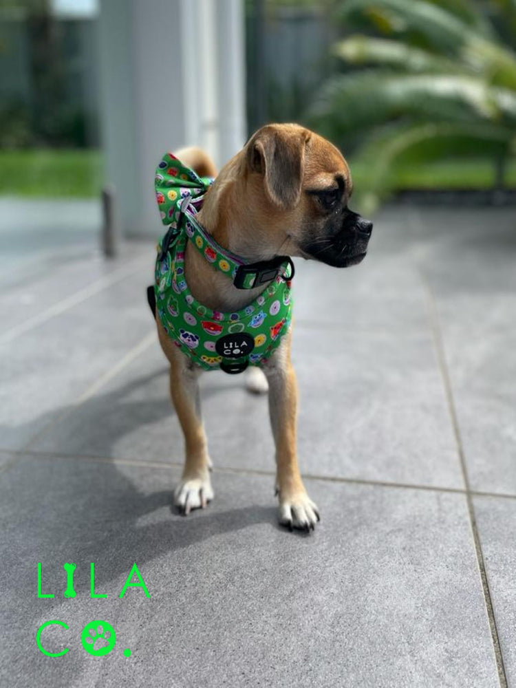 Jack Russell Terrier x Pug Puppy in Green Adjustable Dog Harness Dog Collar and Dog Bow Tie Australia Pet Supplies