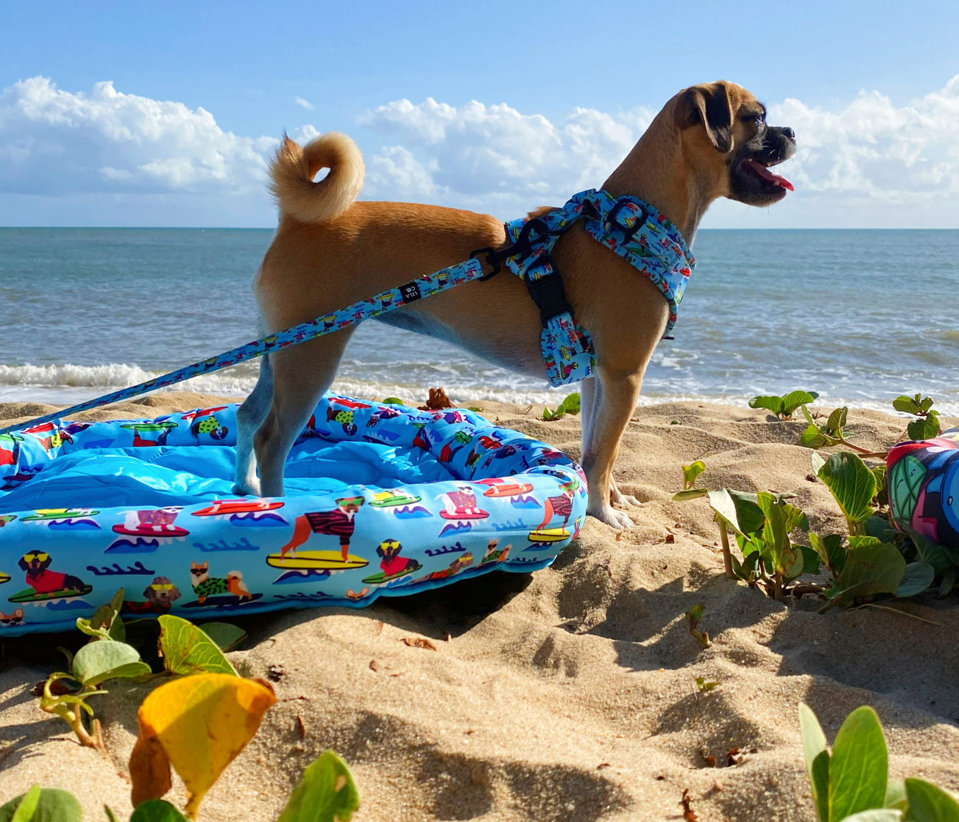 Cool Zone Pet Bed | Surf Dogs