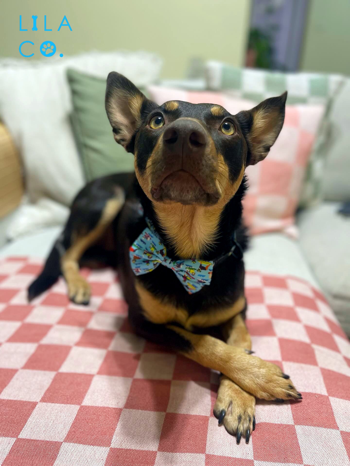 Australian Cattle Dog in a Blue Surf Dogs Dog Bow Tie Dog Collar Adjustable Dig Harness Australia Pet Supplies Australia Dog Accessories Pet Accessories