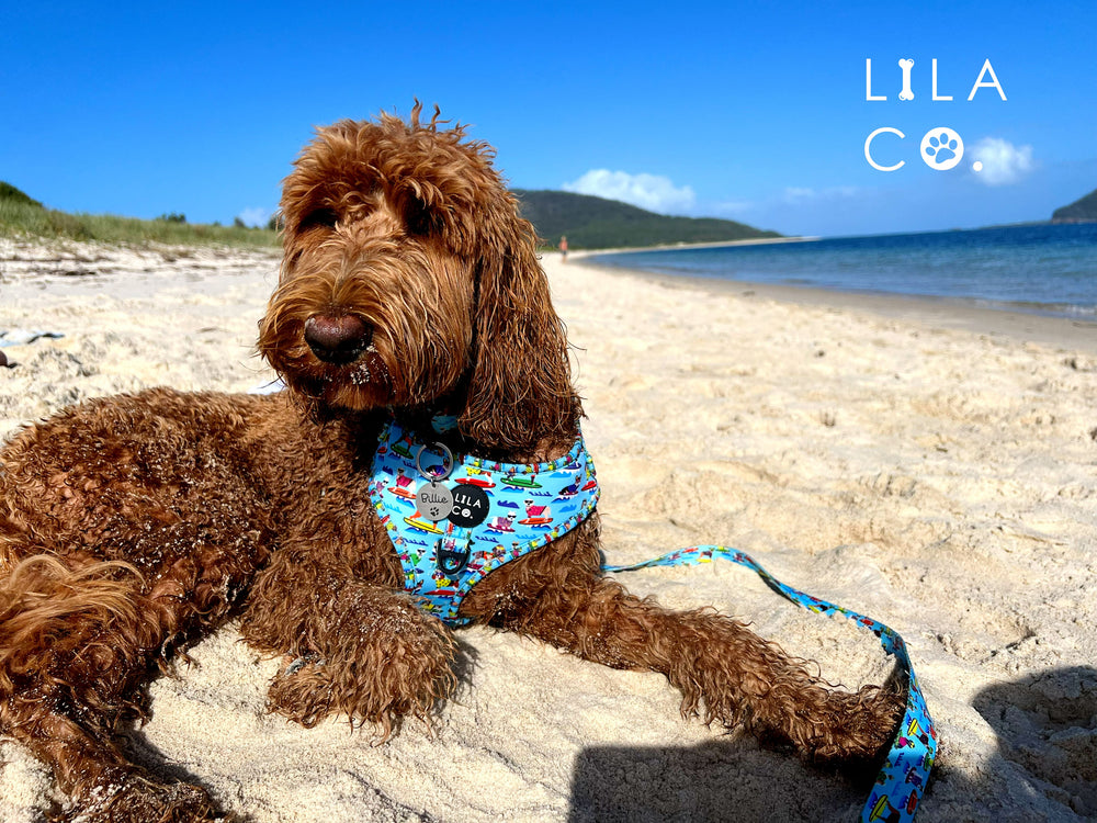 
                  
                    Cavoodle in Blue Surf Dogs Print Adjustable Dog Harness and Dog Leash Summer  Australia Pet Supplies Australia Dog Accessories Pet Accessories 
                  
                