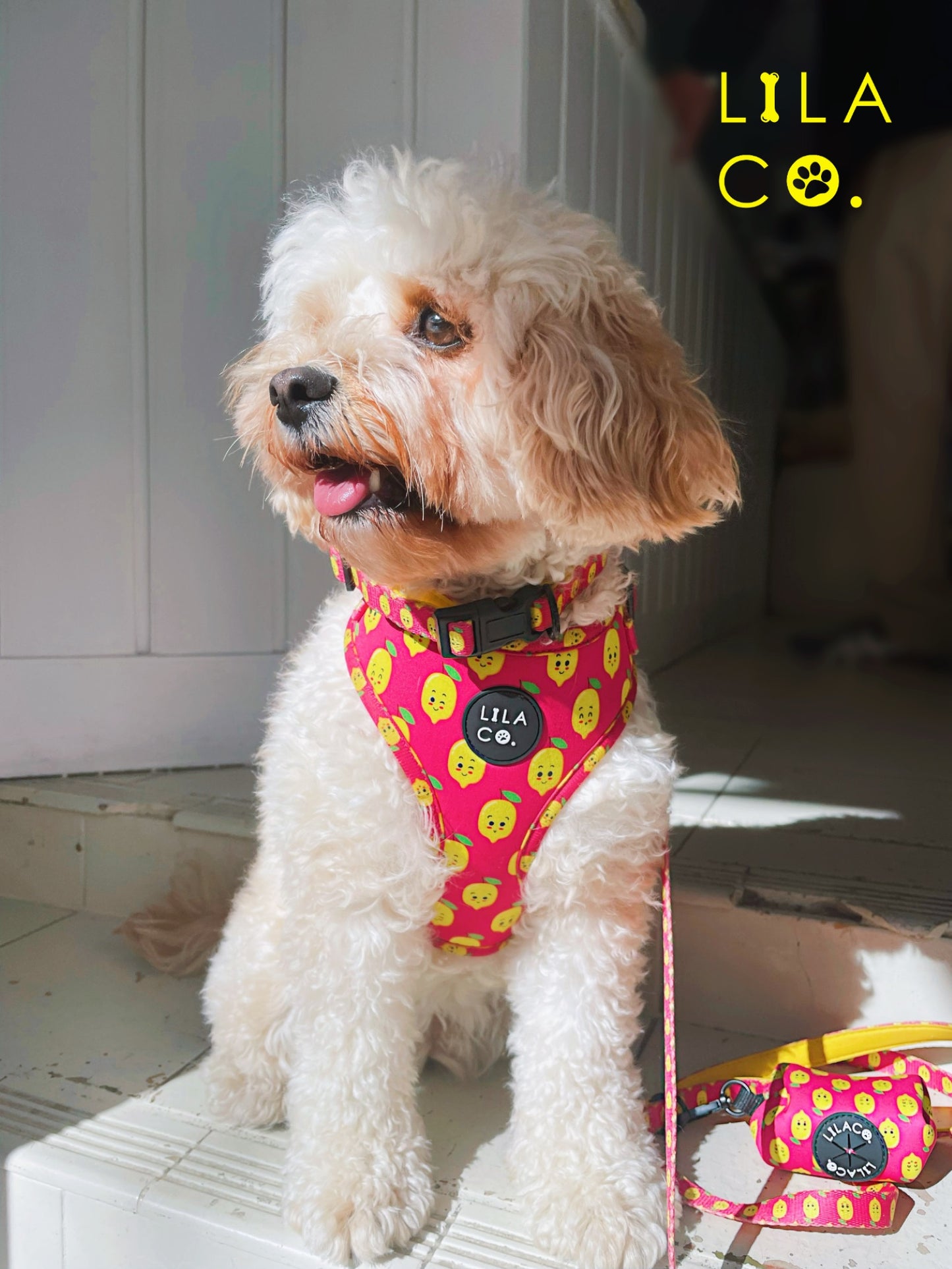 
                  
                    Cavoodle in Pink Happy Lemons Print Adjustable Dog Harness, Dog Leash, Dog Collar and Poop Bag Holder  Australia Pet Supplies Australia Dog Accessories Pet Accessories 
                  
                