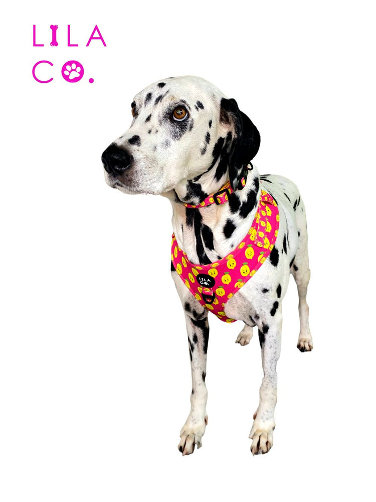 
                  
                    Dalmatian in Pink Happy Lemons Print Adjustable Dog Harness and Dog Collar  Australia Pet Supplies Australia Dog Accessories Pet Accessories 
                  
                