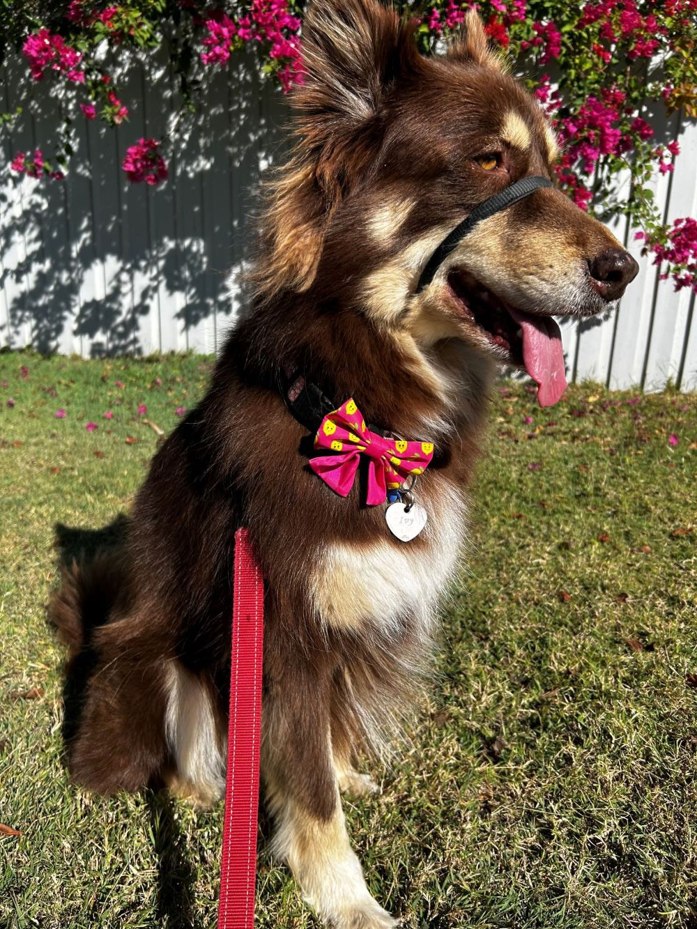 Pink Happy Lemons Print Sailor Bow on Dog  Australia Pet Supplies Australia Dog Accessories Pet Accessories 