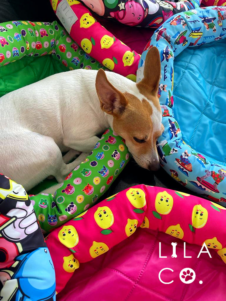 Jack Russell Terrier on Green Pink and Blue Dog and Pet Cooling Beds Summer Outdoor Beds Dog Beds Australia Pet Supplies