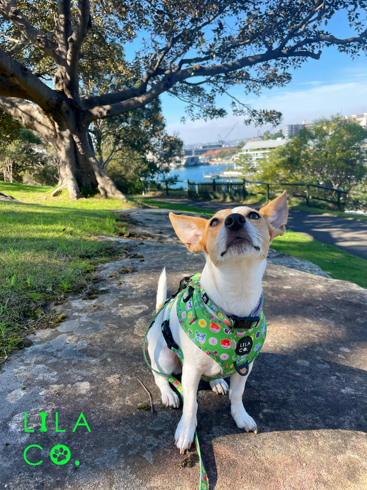 
                  
                    Jack Russell Terrier in Green Donut Animals Print Adjustable Dog Harness and Dog Leash
                  
                