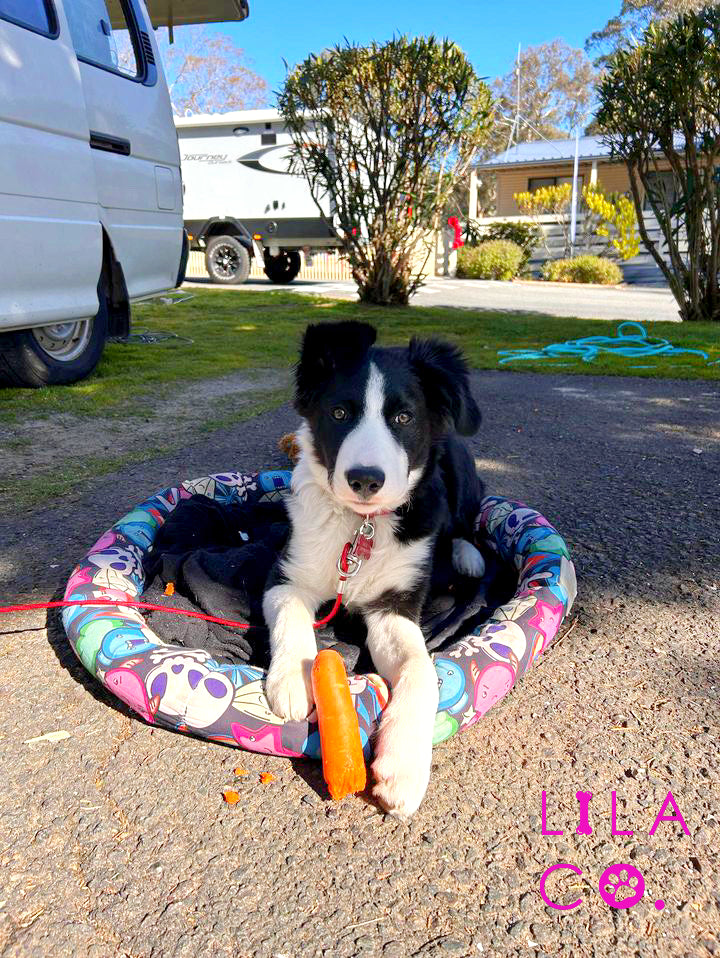 Cattle Dog Shephard Australia Outdoor Black Gamer Characters Cooling Pet Bed Cooling Dog Bed Outdoor Dog Bed Outdoor Pet Bed  Australia Pet Supplies Australia Dog Accessories Pet Accessories  