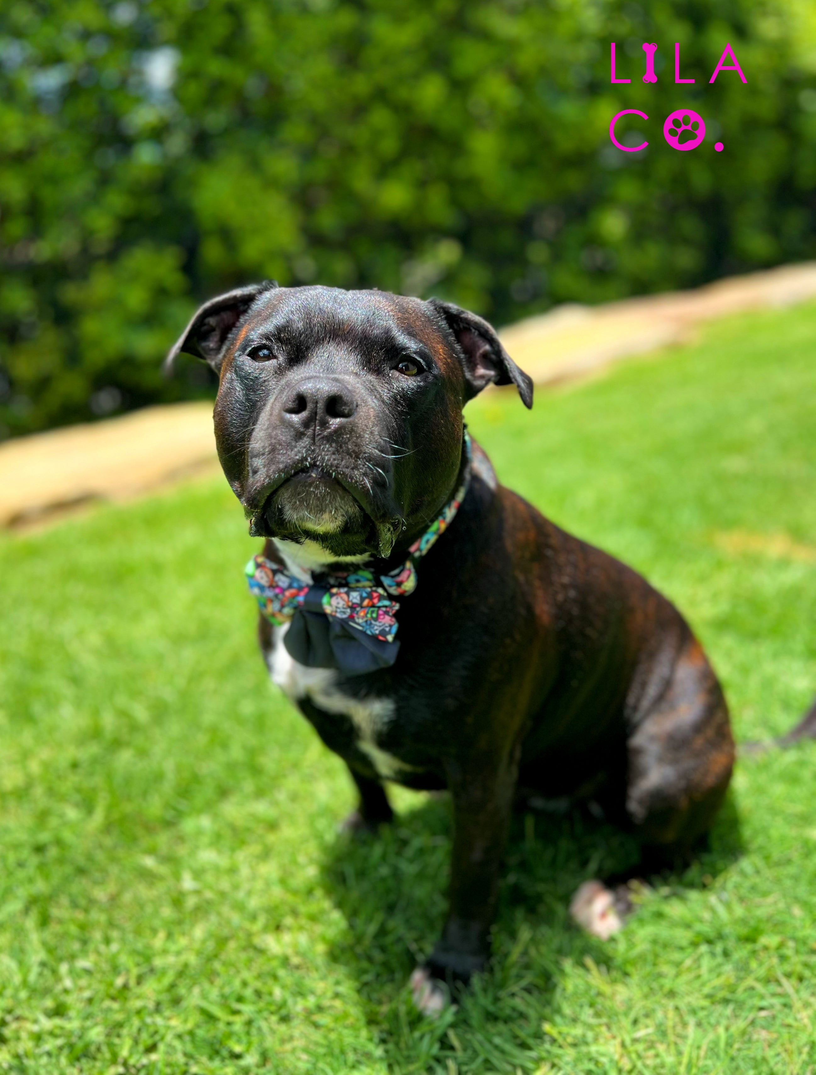 Staffie Staffy Black Dog Sailor Bow Dog Bow Tie Dog Collar Bow  Australia Pet Supplies Australia Dog Accessories Pet Accessories 