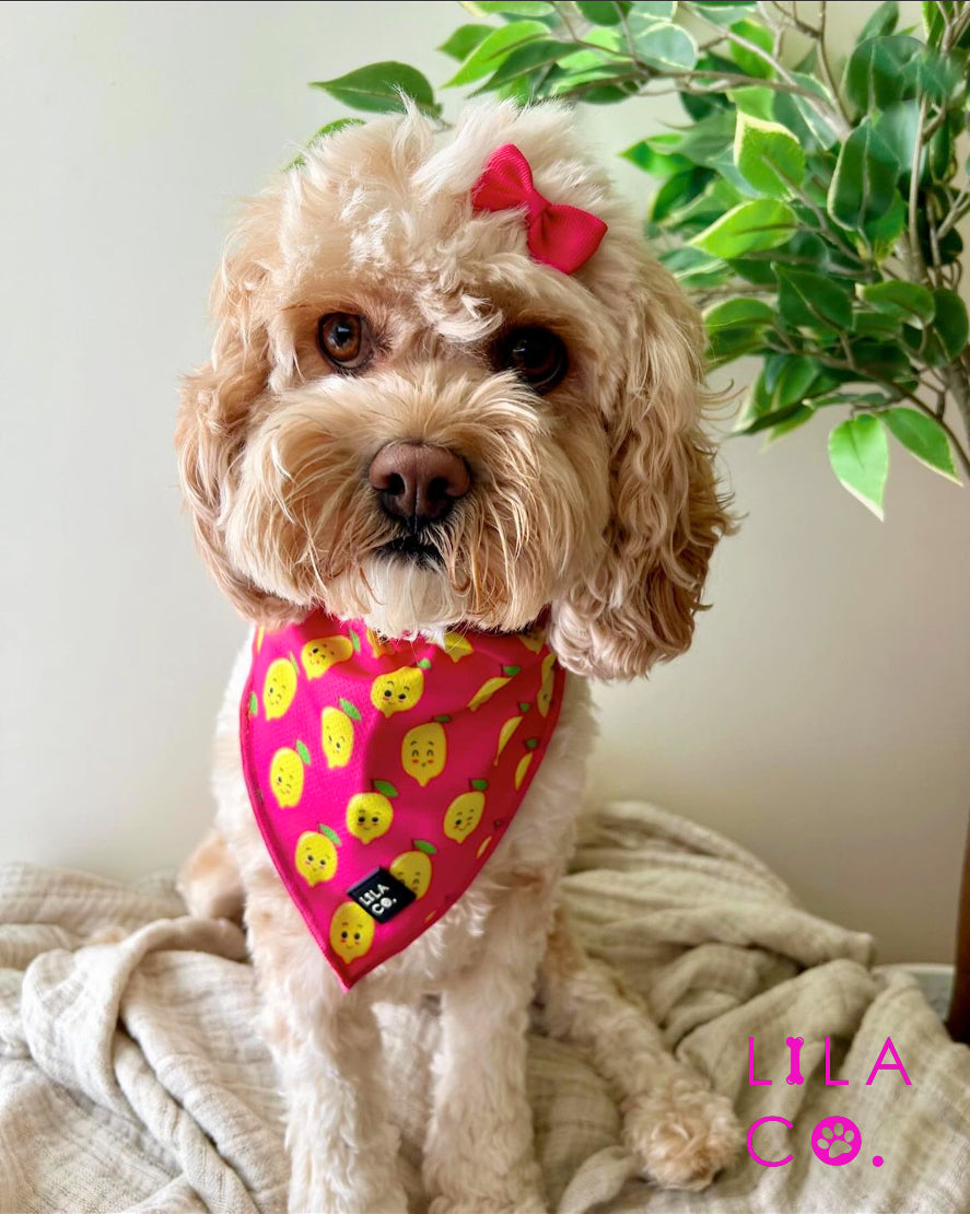 
                  
                    Cavoodle in Pink Happy Lemons Print Dog Collar Bandana Dog Bandana Cat Bandana Australia Pet Supplies Australia Dog Accessories Pet Accessories
                  
                