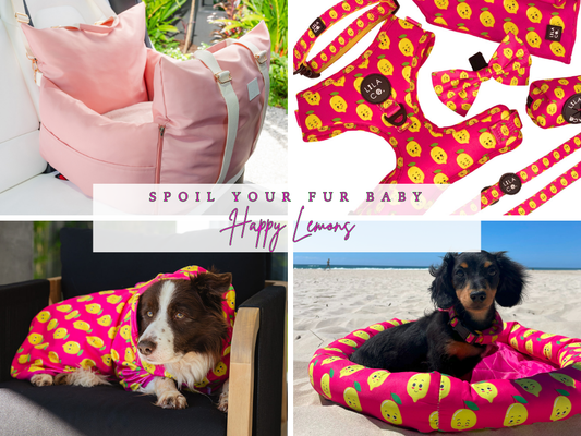 Happy Lemons | Spoil Your Fur Baby Bundle