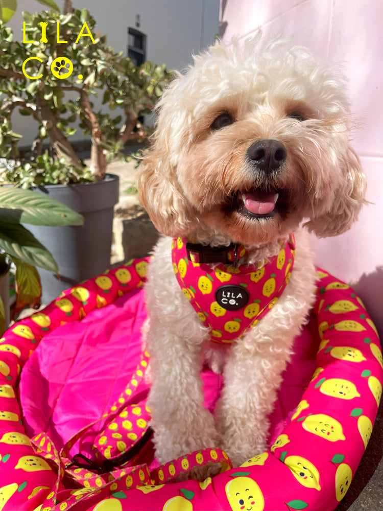 
                  
                    Pink Happy Lemons Cooling Pet Bed Cavoodle Puppy Cooling Dog Bed Outdoor Pet Bed Outdoor Dog Bed  Australia Pet Supplies Australia Dog Accessories Pet Accessories 
                  
                