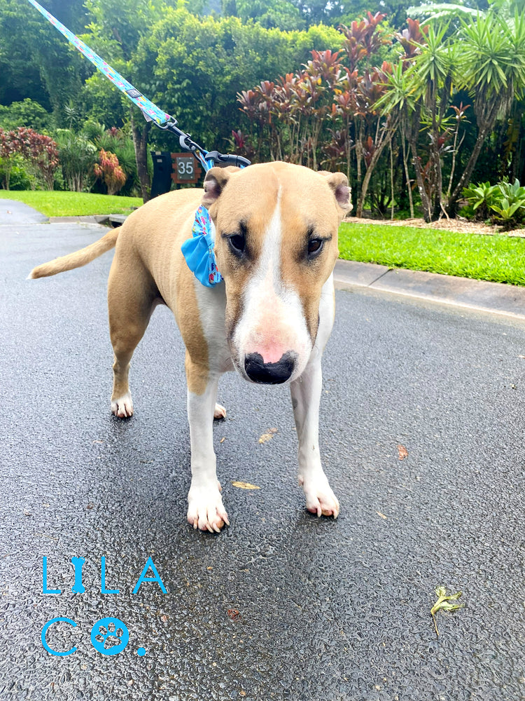 
                  
                    Bull Terrier Blue Sailor Bow Tie Surf Dogs Print  Australia Pet Supplies Australia Dog Accessories Pet Accessories 
                  
                