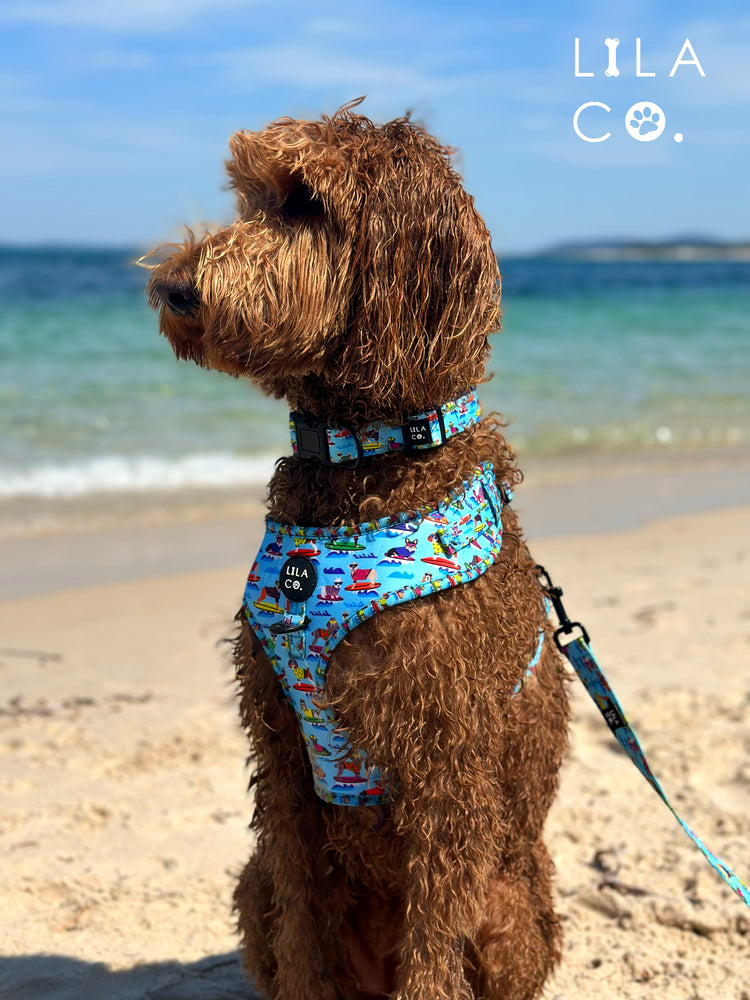 Groodle on Beach in Summer in Blue Surf Dogs Print Adjustable Dog Harness Dog Collar and Dog Leash Australia Pet Supplies Dog Accessories Australia