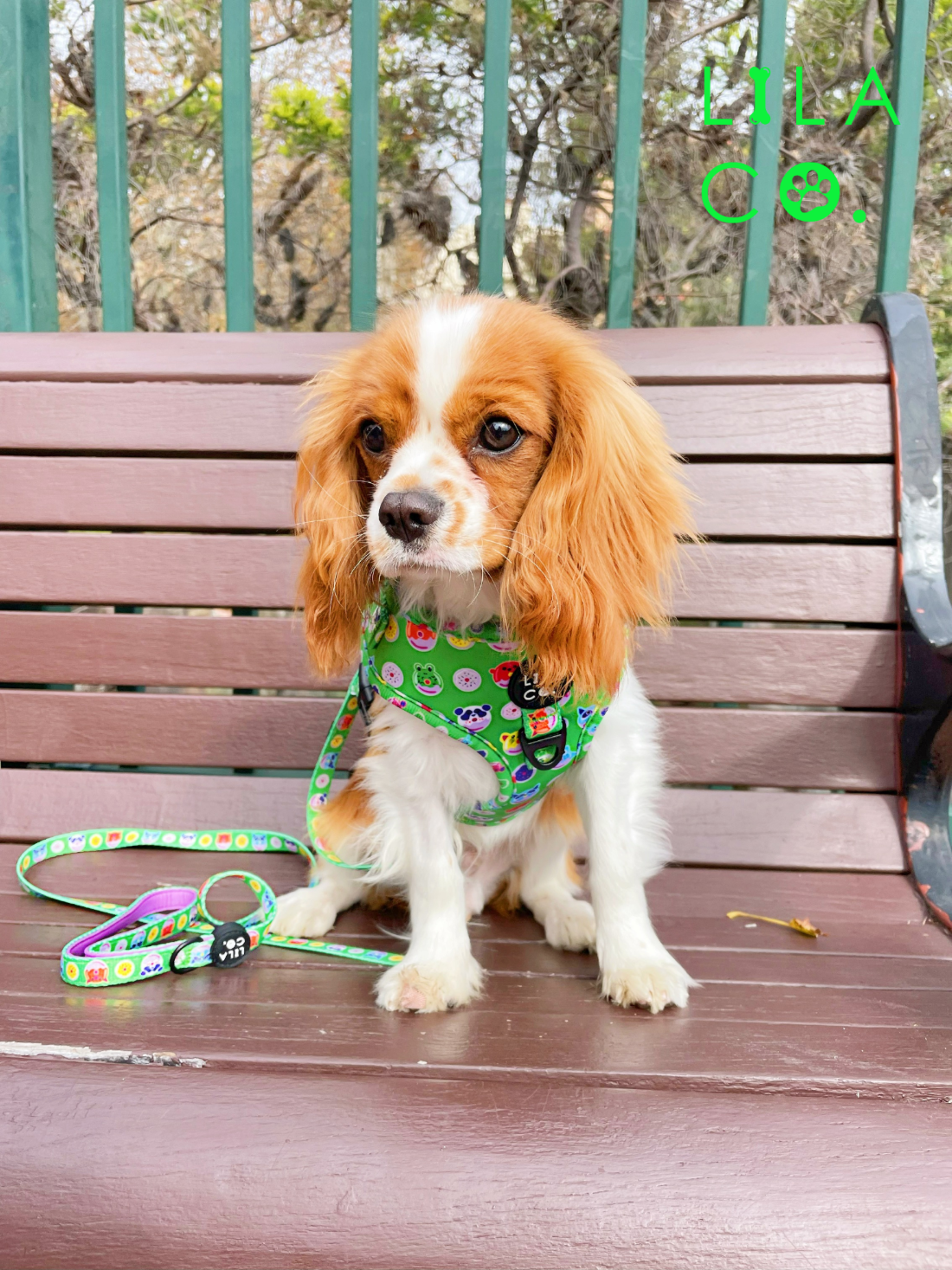 King Charles Cavalier in Green Donut Animals Print Adjustable Dog Harness and Dog Leash