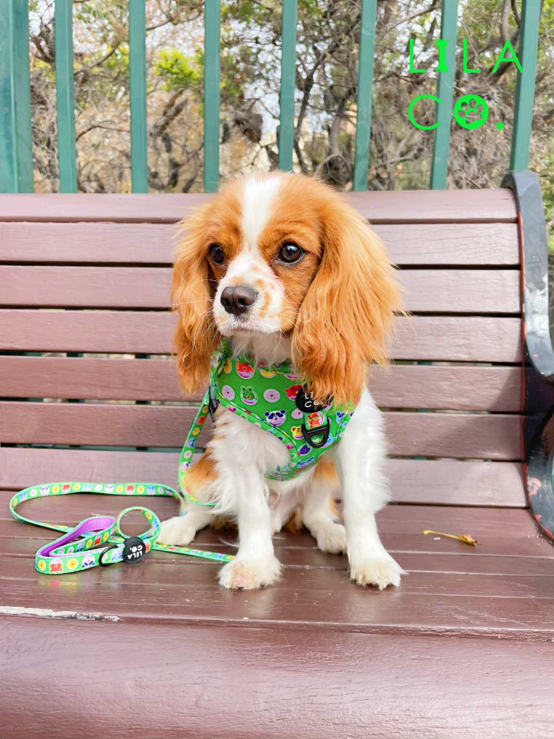 
                  
                    King Charles Cavalier in Green Donut Animals Print Adjustable Dog Harness and Dog Leash
                  
                