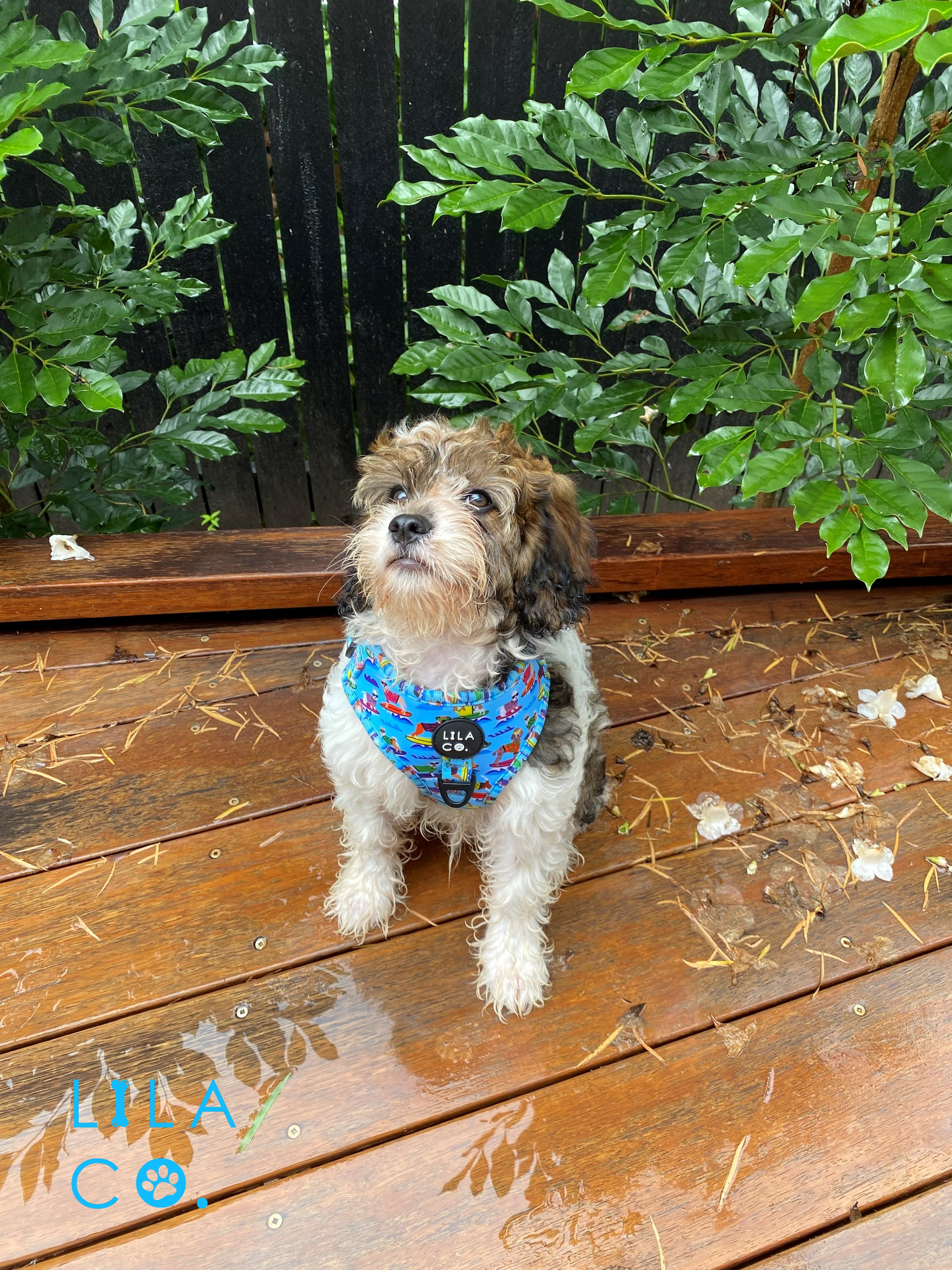 Cavoodle Puppy in Extra Small Blue Surf Dogs Print Adjustable Dog Harness Pet Accessory