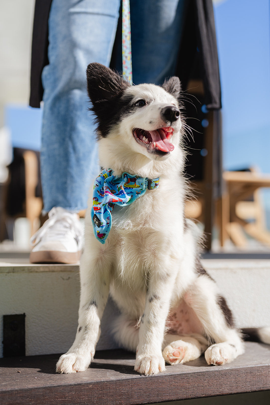 Ghost the Border Collie Puppy in Blue Surf Dogs Print Dog Collar Bandana Dog Bandana Cat Bandana Australia Pet Supplies Australia Dog Accessories Pet Accessories
