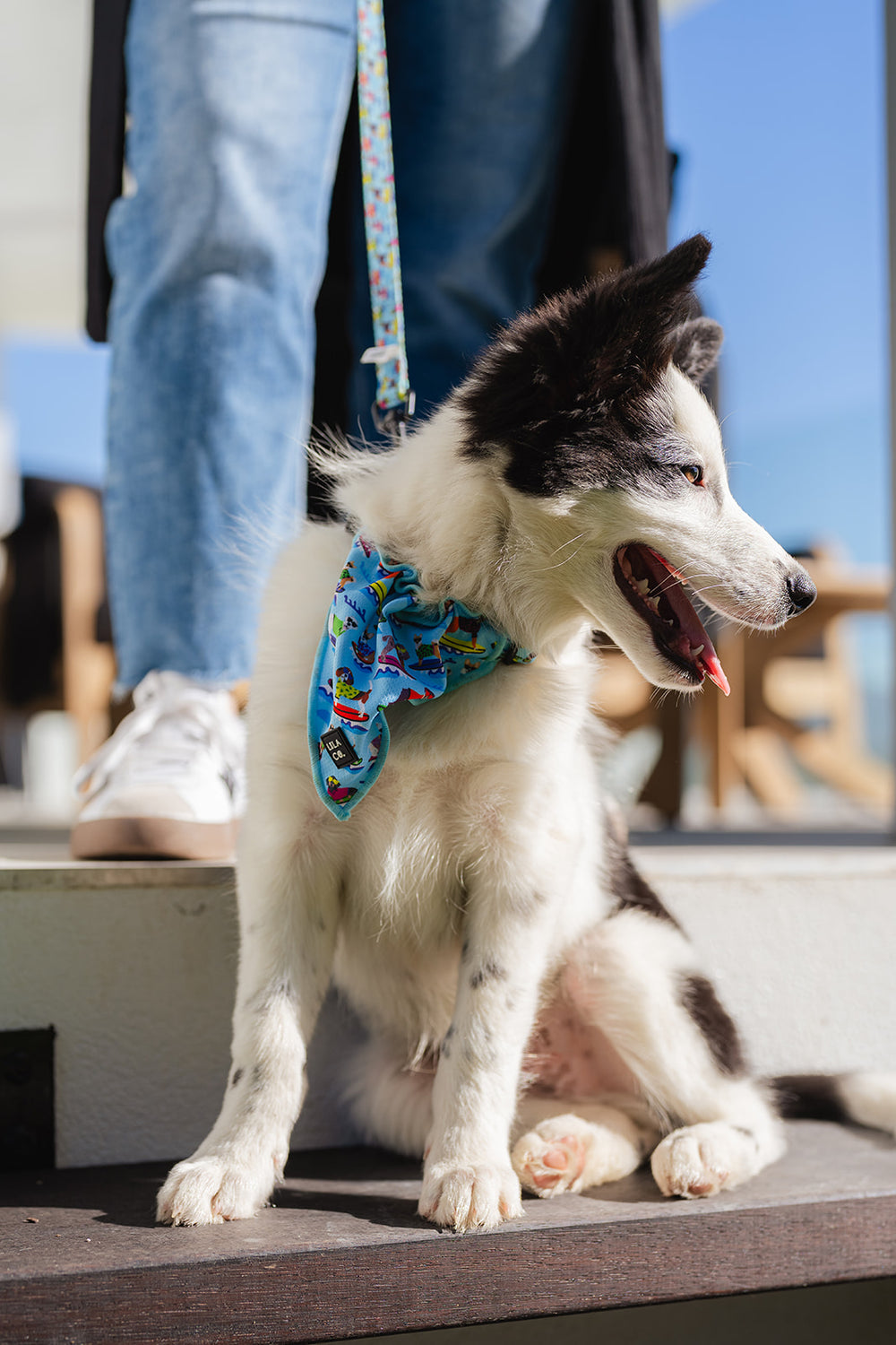 Ghost the Border Collie Puppy in Blue Surf Dogs Print Dog Collar Bandana Dog Bandana Cat Bandana Australia Pet Supplies Australia Dog Accessories Pet Accessories