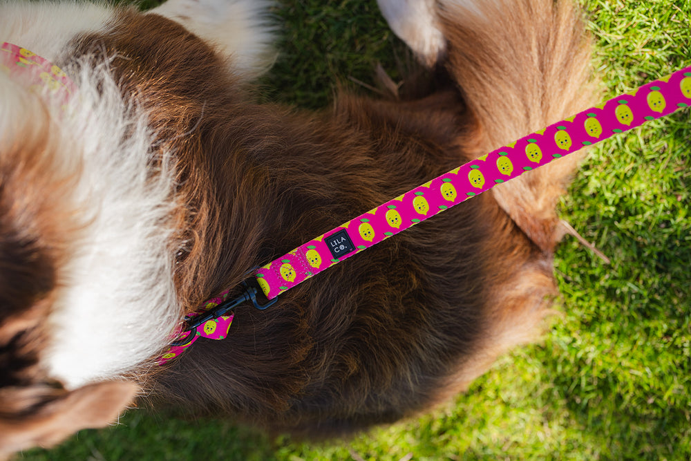 Pink Lila Co happy lemons print dog leash and matching poop bag holder dog and pet accessories