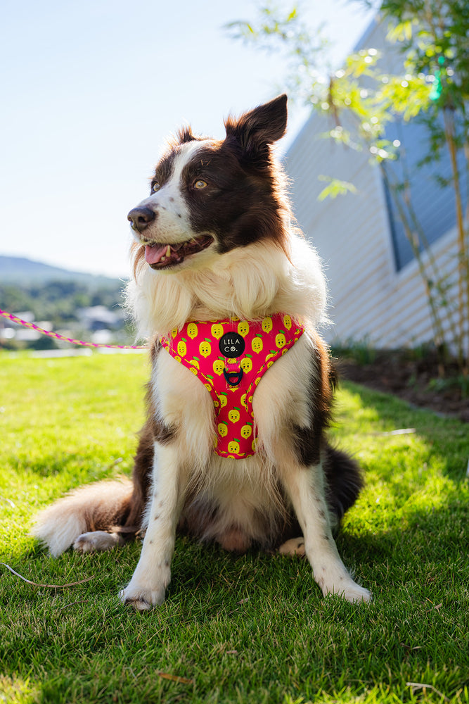 
                  
                    Border Collie in Pink Happy Lemons Print Adjustable Dog Harness, Dog Leash, Dog Collar and Poop Bag Holder Australia Pet Supplies Australia Dog Accessories Pet Accessories
                  
                