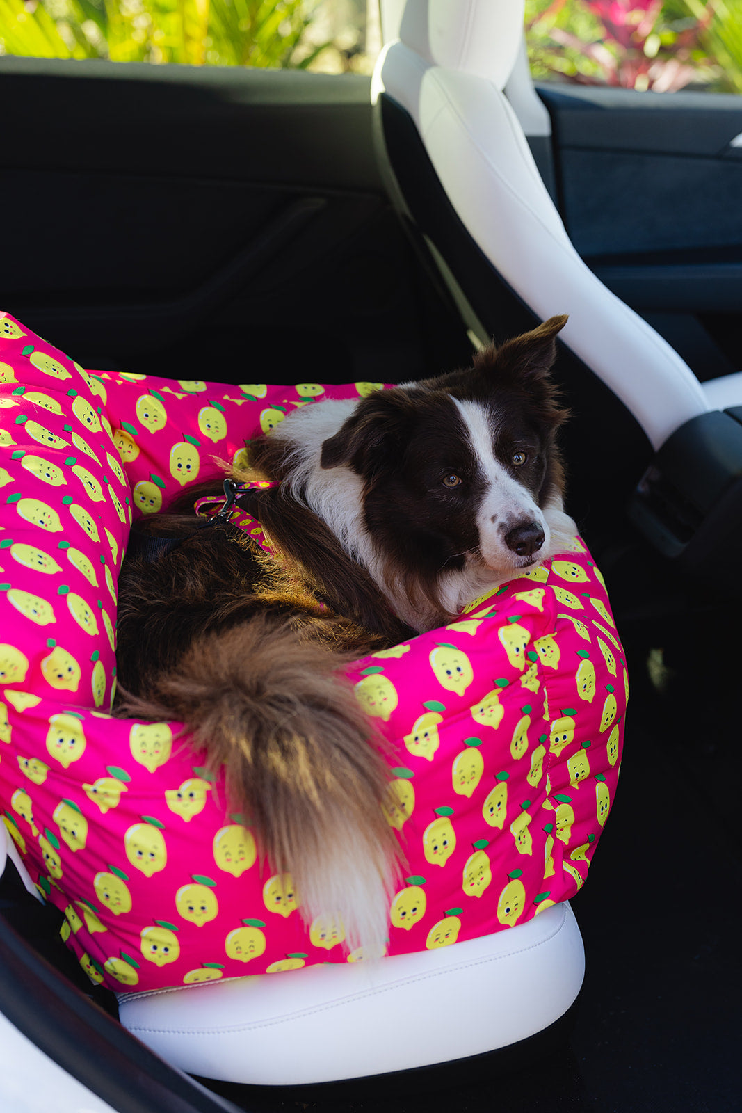 Toffee the Bordie Collie in the Pink donut animals print water resistant dog car seat bed front view in car