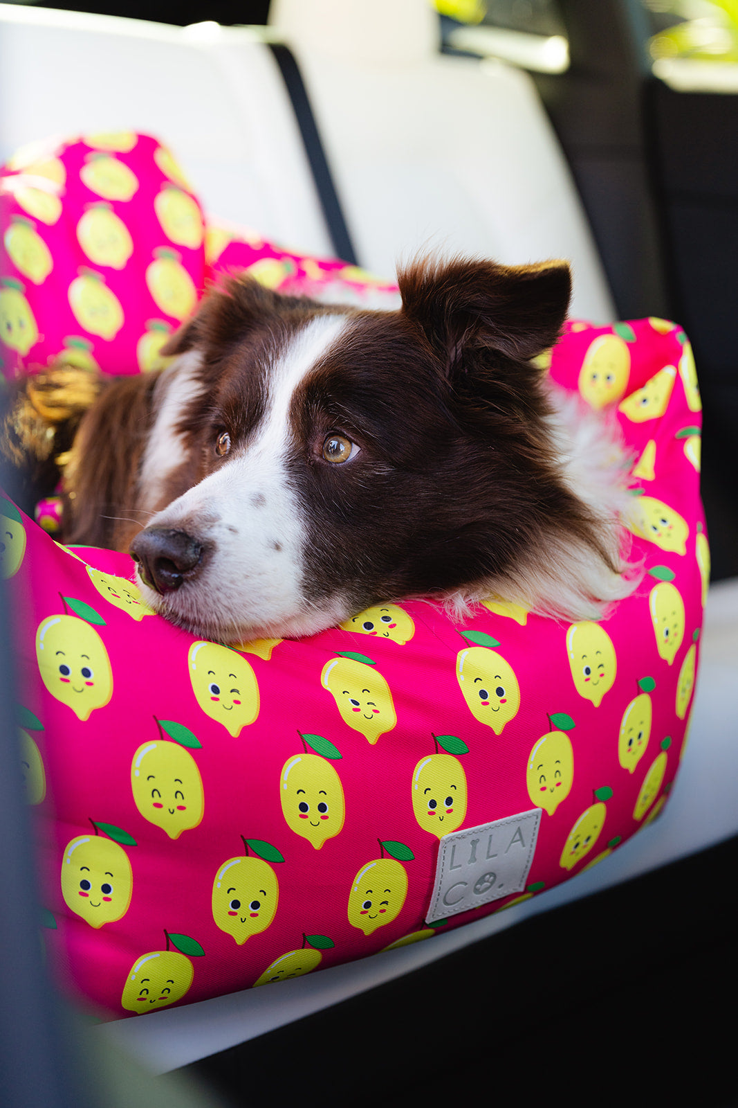 Toffee the Border Collie in the Pink donut animals print water resistant dog car seat bed close up side view in car