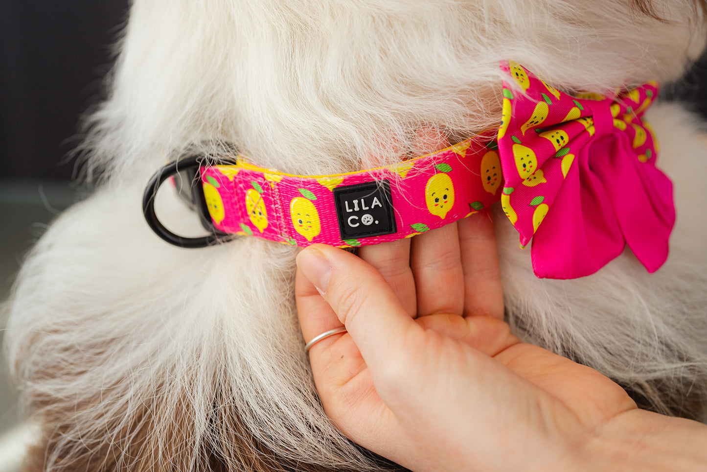 Pink large happy lemons print adjustable dog collar on Border Collie